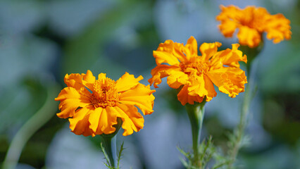 yellow autumn flowers