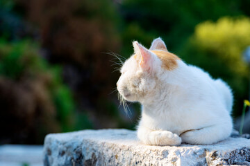 Adult white cat rests on a sunny rock on a summer morning.