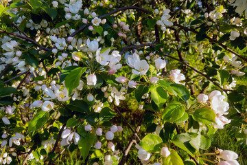 View of a beautiful blooming apple tree branch.