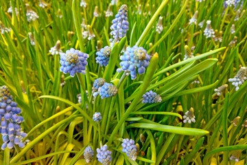 Beautiful blue wildflowers in green grass. Background.