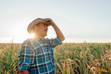 A farmer standing in his corn field at sunset. He is watching his crops
