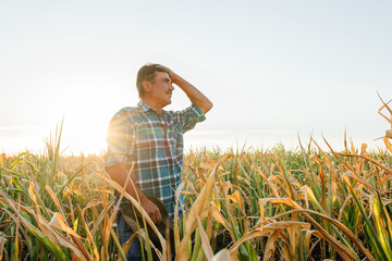 side view of a Worried corn farmer looking over at cornfield in bad condition,  concept of crop...