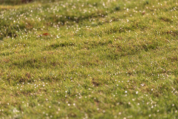 Green grass with dew in desert