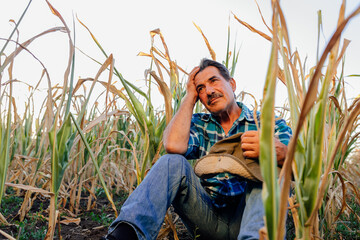 low angle of an old farmer sitting down in the cornfield, sad farmer, corn crops damaged by drought - obrazy, fototapety, plakaty
