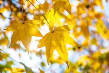 yellow maple leaves in autumn