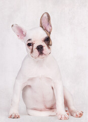 Obraz premium Französische Bulldogge