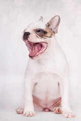 Französische Bulldogge