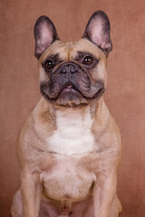 Fototapeta premium Französische Bulldogge