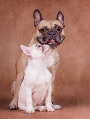 Französische Bulldogge