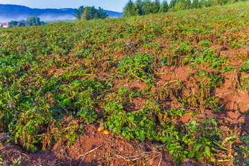 Potato field on the red ground