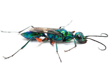 emerald cockroach wasp isolated on white background