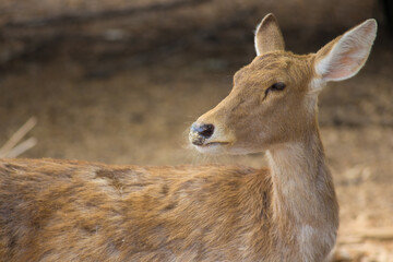 White tailed baby deer in the jungle