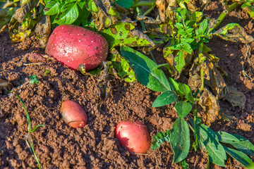 Potato field on the red ground