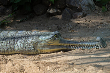 Green gharial crocodile on land