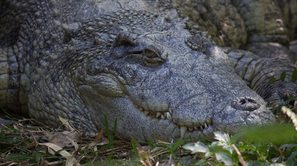 Large freshwater crocodile on land