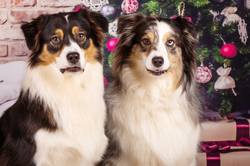 Border Collie Weihnachten