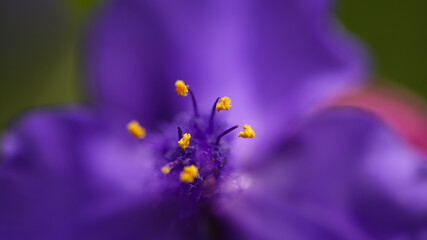 Obraz na płótnie Canvas purple flower from above with selective focus 