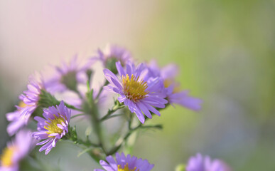 close  on pink aster flowers blooming on blur background