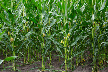 Corn on the cob on plants outdoor