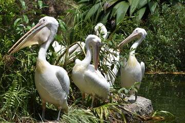 Pelican at Singapore Zoo, Singapore