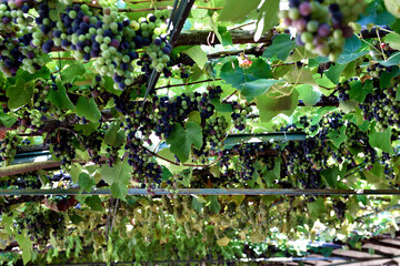 Wineries in Tuscany, the taste of the earth 