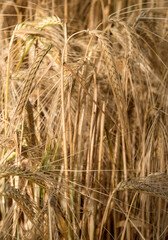 Blé mûr à Limans, France
