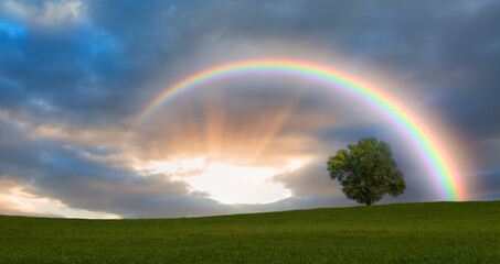 Naklejka premium Beautiful landscape with green grass field and lone tree in the background amazing rainbow