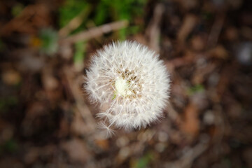 dandelion seed head