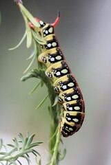 Bright caterpillar Hyles euphorbia on a blade of grass