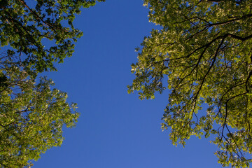 Low angle view of tree tops against clear blue sky