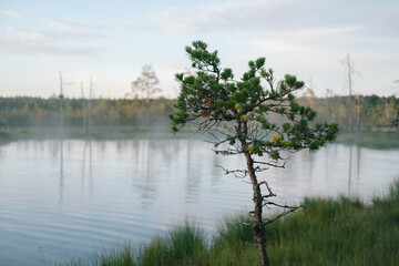 Tree in a bog 