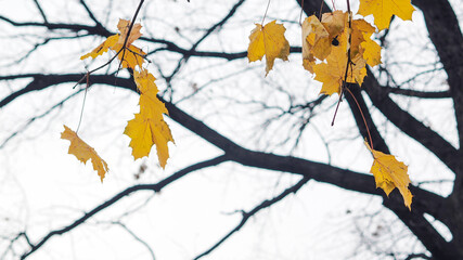 yellow autumn leaves