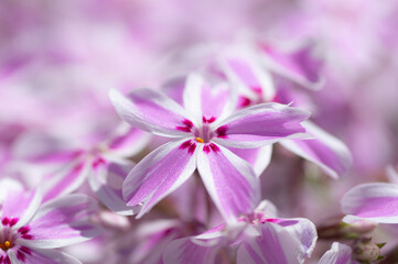 白とピンクの花　芝桜