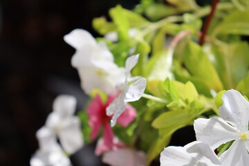white magnolia flower
