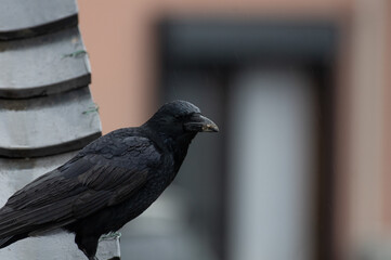 身近に住むカラス