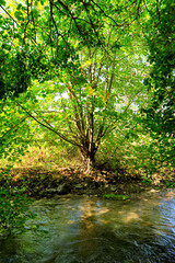 Obraz na płótnie Canvas Sensitive natural space of the river in the French Gatinais regional nature park