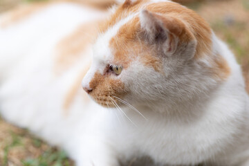 くつろぐ猫　　茶白猫