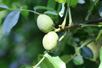 Walnuss am Baum