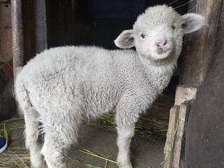 baby sheep