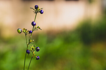 Flax Lily plant at an early stage