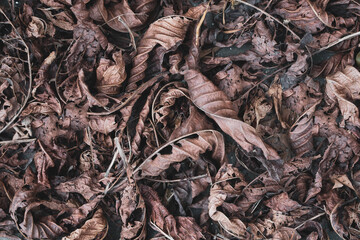 Dry leaves lying on the ground