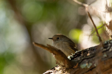 冬の鳥　ジョウビタキ♀
