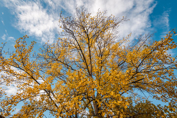 Obraz premium Autumn colors, trees with golden yellow leaves. Spain