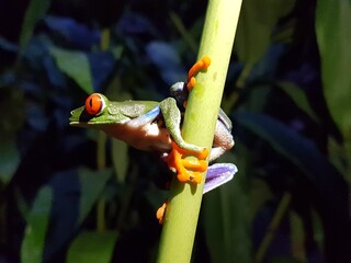 red eyed tree frog on leaf