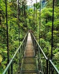 Fototapeta premium wooden bridge in the forest