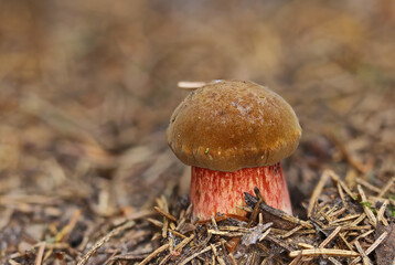 Neoboletus luridiformis