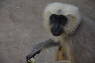 cute monkey eating bread india