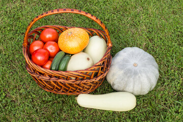 Autumn harvest organic vegetables in a basket on green grass background.