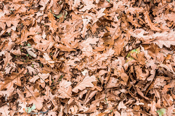 autumn leaves