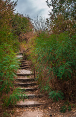 Fototapeta na wymiar stairway in the woods